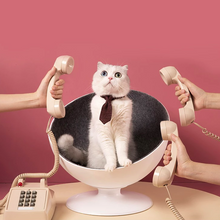 将图片加载到图库查看器,Delicate hemispherical cat's nest