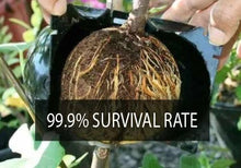 将图片加载到图库查看器，Plant Root Growing Box
