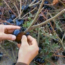 将图片加载到图库查看器，Plant Root Growing Box
