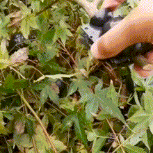 将图片加载到图库查看器，Plant Root Growing Box
